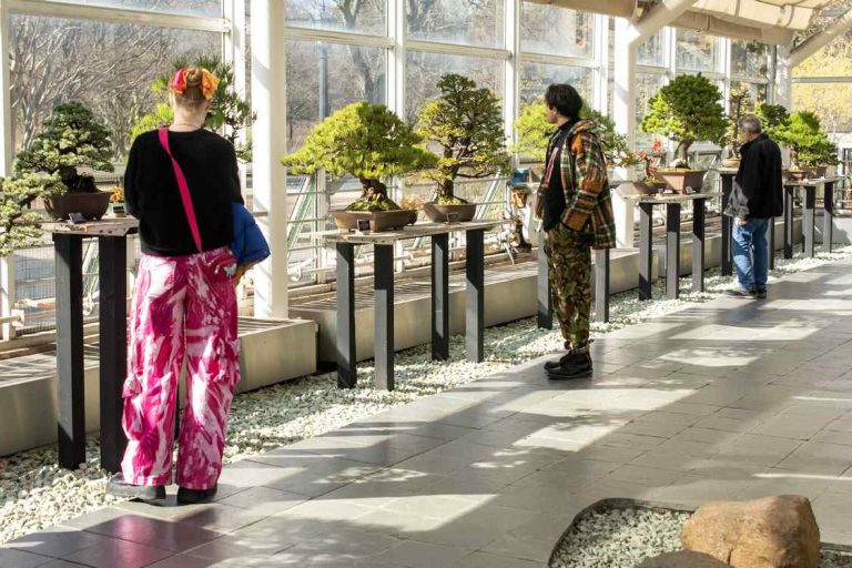 PICTURED-Visitors-admire-the-C.V.-Starr-Bonsai-Museum.-PC-Michael-Stewart