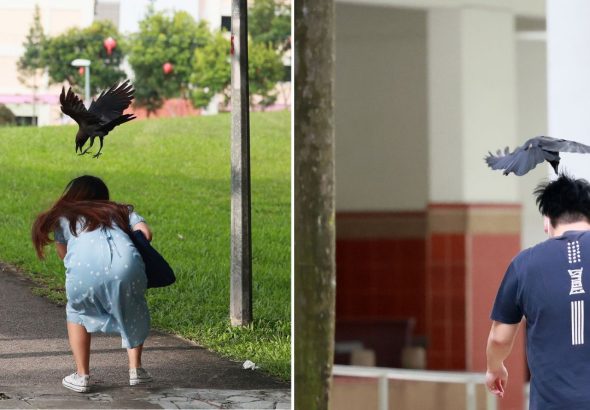 crows-bishan-trap