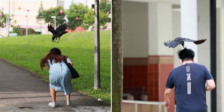 crows-bishan-trap