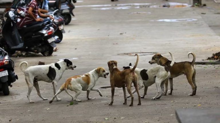 68999db3c4ca6-supreme-court-order-on-stray-dog-menace-in-delhi-113717638-16x9-1