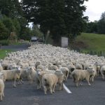 sheep-flock-herd-road-51094