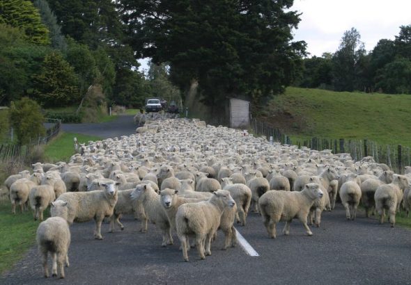 sheep-flock-herd-road-51094