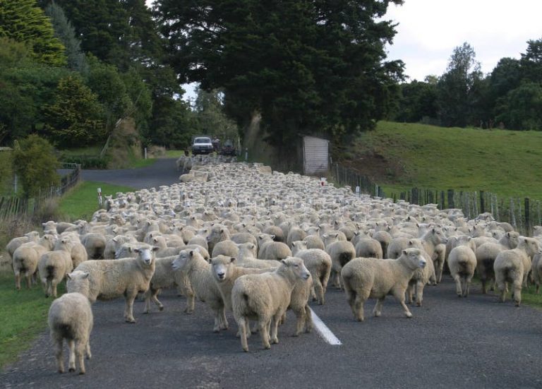 sheep-flock-herd-road-51094