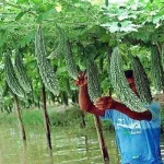 m-2020-02-karela-kheti