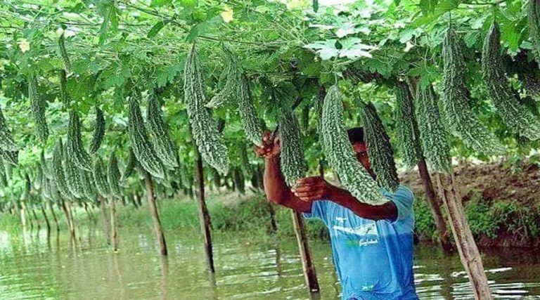 m-2020-02-karela-kheti