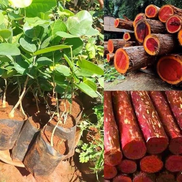 469480